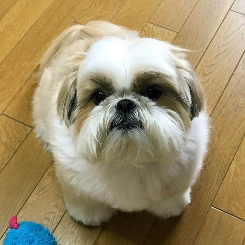 りんくのインスタグラム：「I’m fluffier than ever before 🐶🛁✨ #bathday #cottoncandy * * * * * おシャンプしてふわふわになりました😊 太ったんじゃないよー、膨らんだだけだよー🐶☁️💕」
