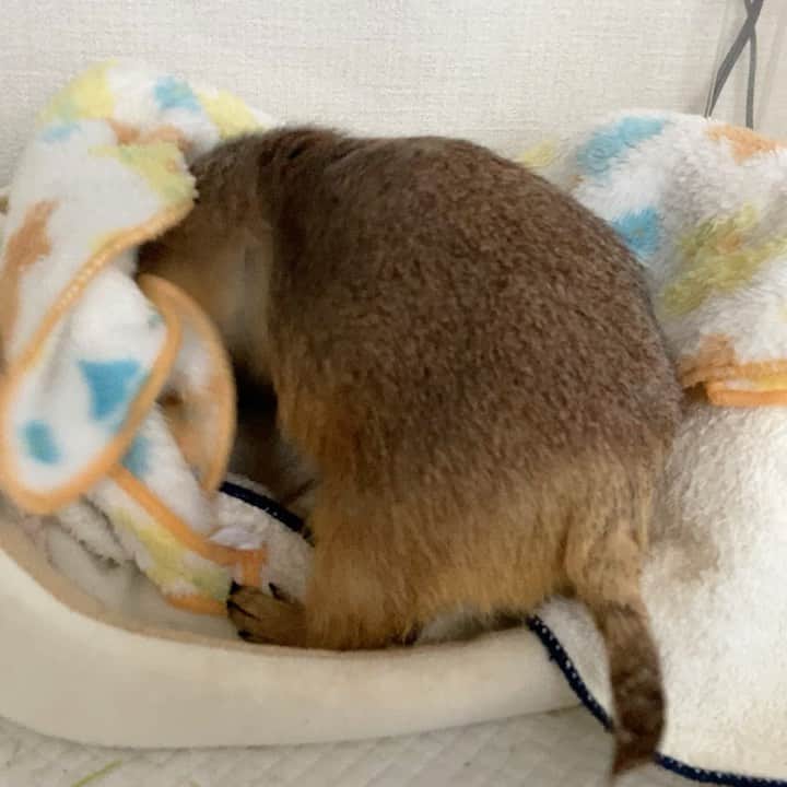 cocoのインスタグラム：「さっき眠そうにしてたからベッドに連れて行こうとしたら指を噛まれて血が出た。 なのにその直後に自分からベッドに入ったし お布団かけてほしいですみたいな顔するの何なの 可愛すぎ☺️ #Sobaちゃん」