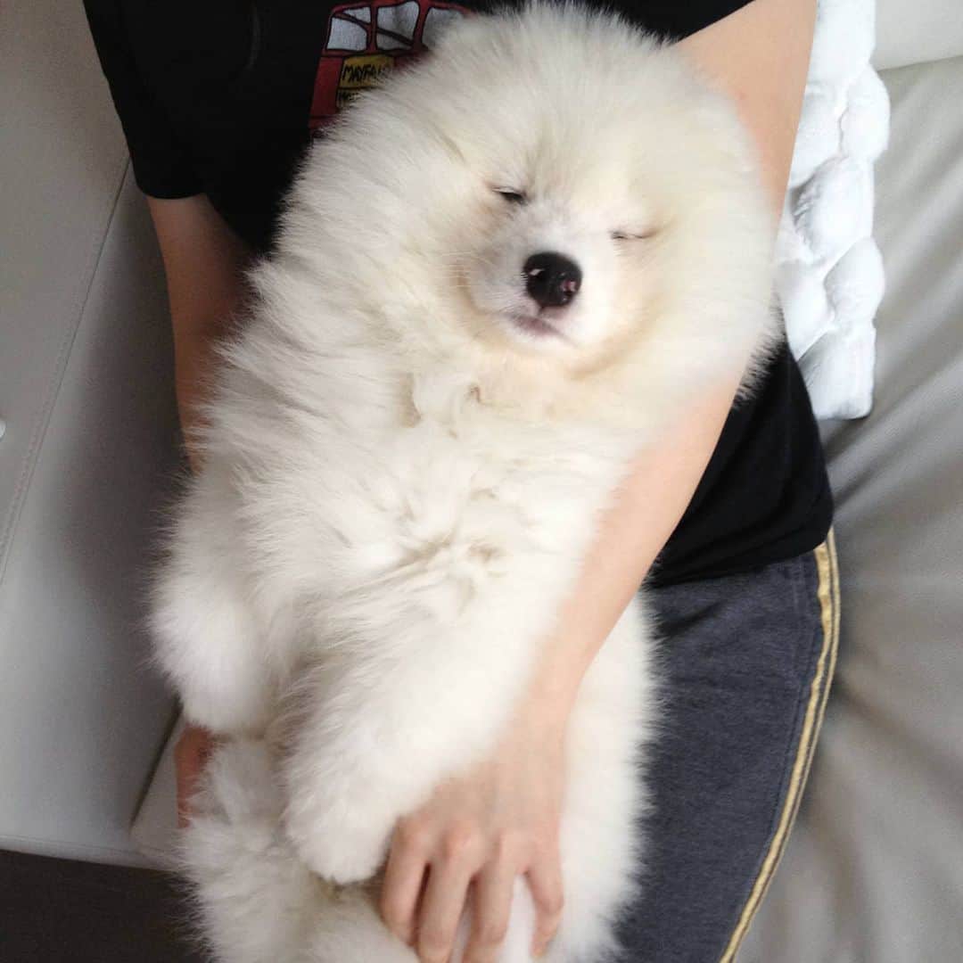 Alex Toのインスタグラム：「🥰🥰🥰 #cute #dog #doglover #dogsofinstagram #dogoftheday #dogofthedayjp #dogstagram #fluffy #hkig #hongkong #ilovemydog #instadog #instagood #instamood #instagraphy #instapic #samoyedoninstagram #pet #petlovers #petsofinstagram #petstagram #photooftheday #puppy #pupsofinstagram #samoyed #samoyedsofinstagram #webstagram #犬 #サモエド」