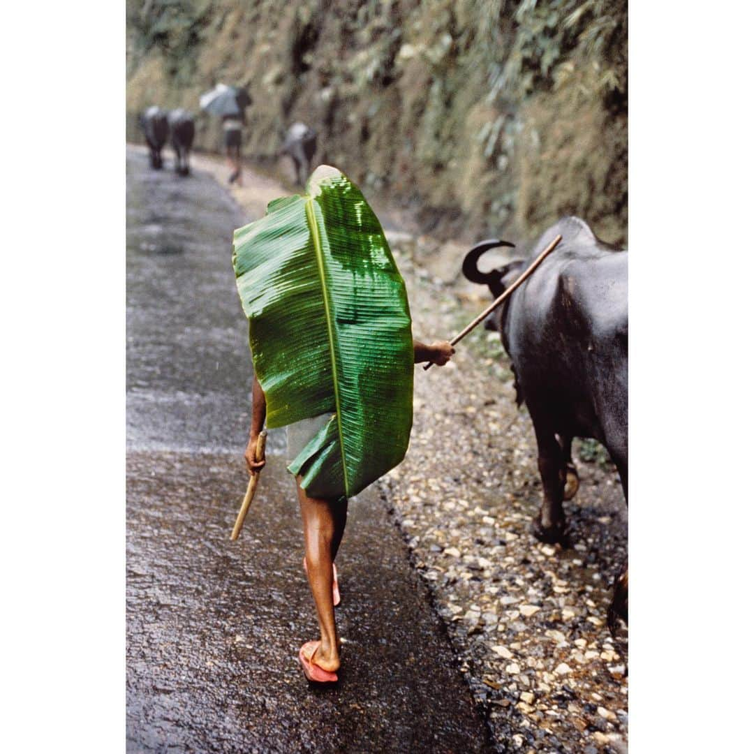 スティーブ・マカリーさんのインスタグラム写真 - (スティーブ・マカリーInstagram)「A large banana leaf serves as an umbrella for a boy herding a water buffalo near #Kathmandu, #Nepal, during the monsoon, 1984.  #SteveMcCurry」2月1日 1時33分 - stevemccurryofficial