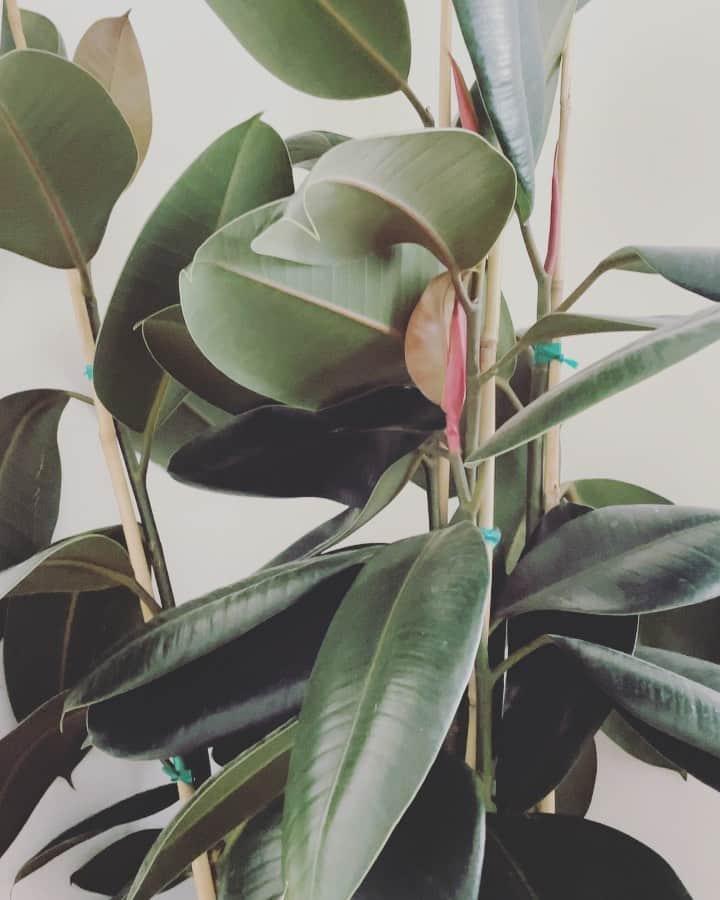 ベス・ベアーズのインスタグラム：「Meditating with the music of my plants. This is so freaking cool! Thank you @plantwave ! We must have you on @harmonicspodcast so the world can hear about this amazing creation! #musichealing #naturehealing」
