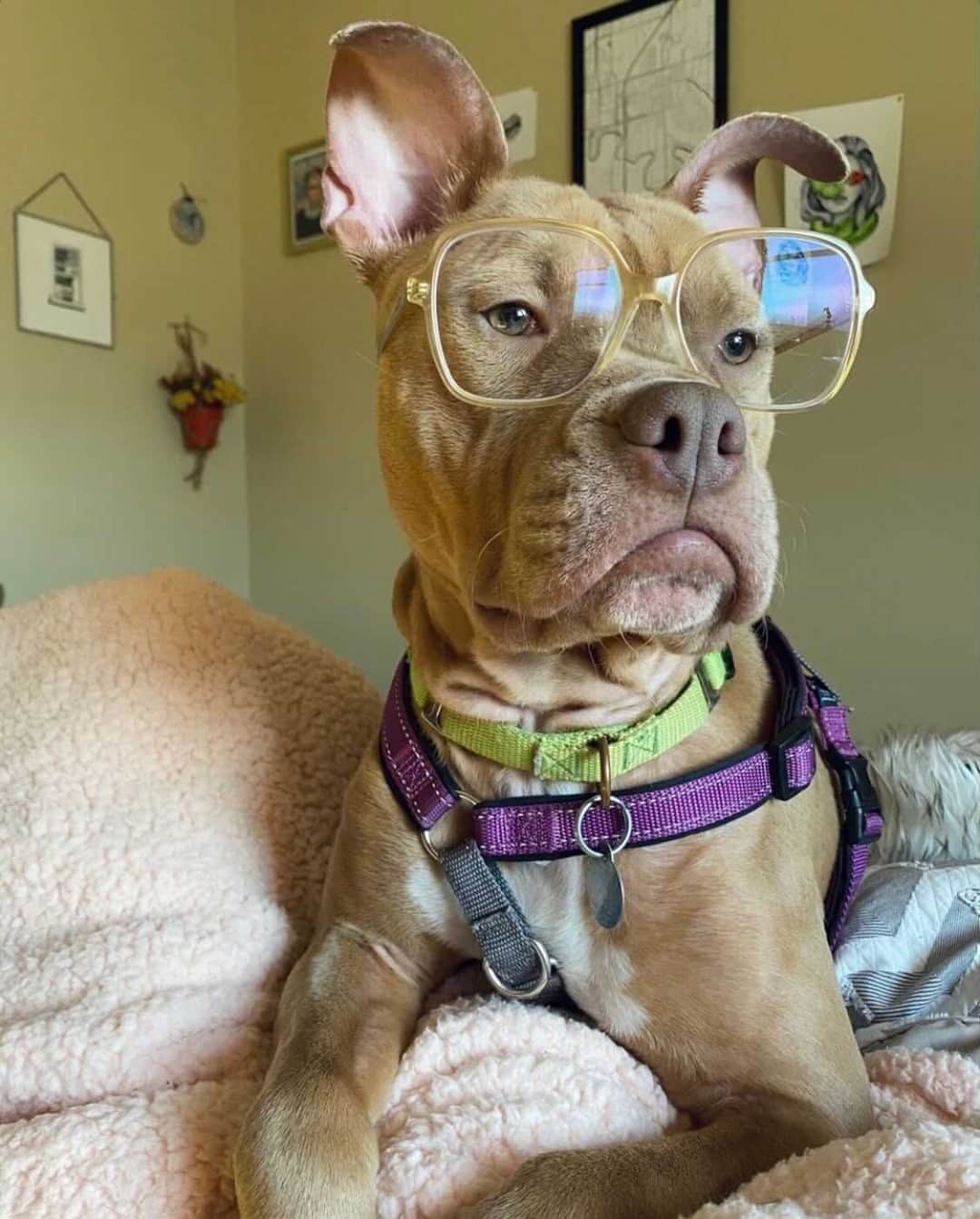 Warby Parkerのインスタグラム：「Our Sunday mood brought to you by @skysofly614 wearing Alston in Champagne 🤓🐾」