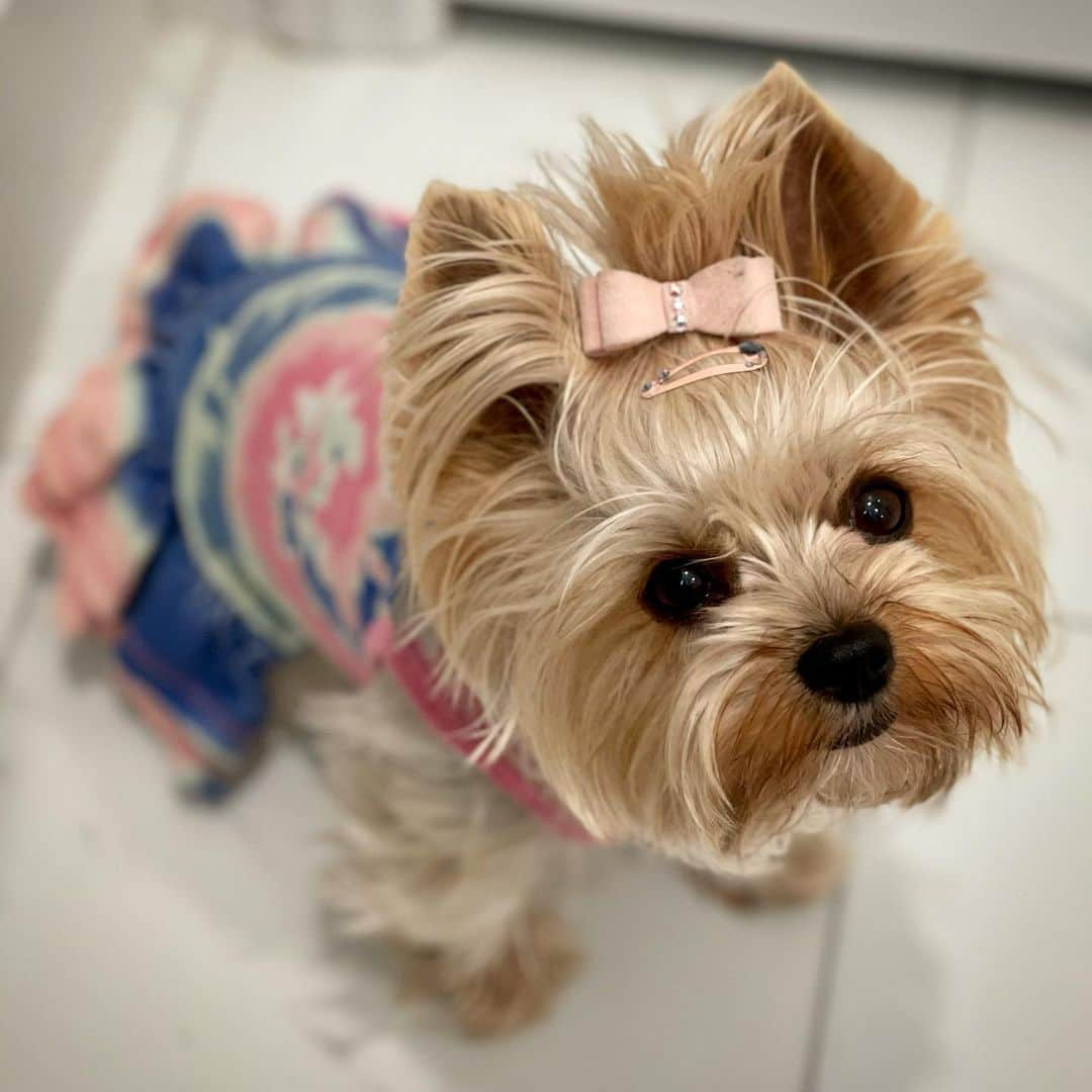 さんのインスタグラム写真 - (Instagram)「Allie 💭Mommy, you always protect us when we go potty... it’s my turn to protect you while go go potty! 🥰♥️👀💪🏼🚽💪🏼😆#IGotYou #IWillAlwaysProtectYou #MyLittleHeart #LoveHerWithAllMyHeart #MyBabyGirl🎀」2月1日 2時10分 - happyyorkiefamily