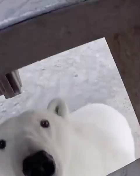 WildLifeのインスタグラム：「Polar bear encounter near Churchill, #Canada.  Video by @ourtrips2go」
