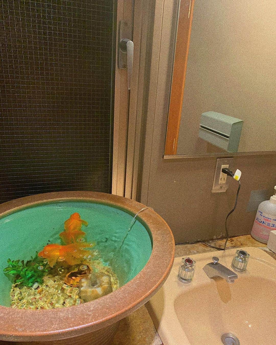 渕野右登さんのインスタグラム写真 - (渕野右登Instagram)「トイレに金魚いるのだが」1月31日 18時14分 - yutofuchino_official