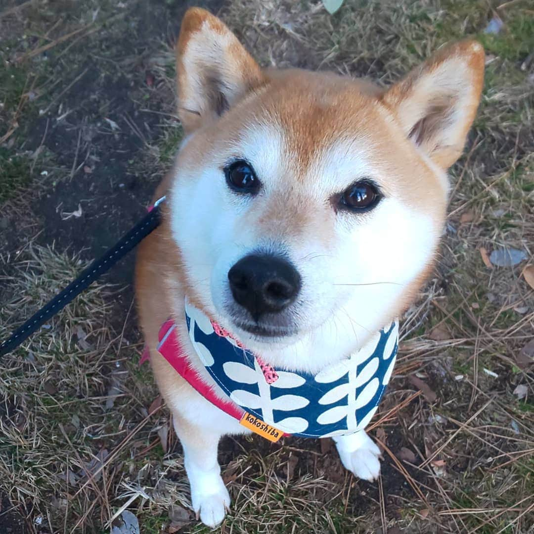 ハナとソラさんのインスタグラム写真 - (ハナとソラInstagram)「お散歩でおやつ待ちのこよさん💓  『柴犬のここが好き番外編』 １枚目と２枚目 ほんの少～しの角度の違い どっちも可愛くて選べず、どっちも投稿してしまうとこ😆💕✨ * #柴犬のここが好き #favoritepartsofshibainu #shibastagram #shibainu #柴犬 #しばすたぐらむ #しばいぬ #柴犬こよみ #shibalover」1月31日 18時16分 - nsdikm_hanasora