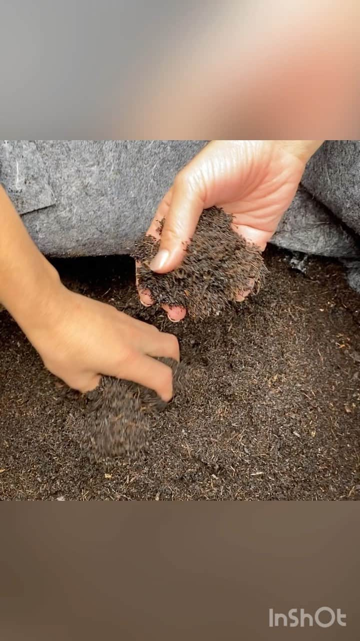 徳重杏奈のインスタグラム：「.﻿ 去年夏に始まった﻿ 表参道を拠点にしたcommunity compost﻿ ﻿ 土を介したご近所付き合いで﻿ 約800kgの生ゴミが捨てられずに﻿ 栄養たっぷりな堆肥になりました。﻿ ﻿ 毎日の生活の中でコンポストを混ぜる﻿ できた堆肥で野菜を育てる﻿ ﻿ 土と触れ合っていると﻿ 人はこんなに笑顔になる🤗☺️😌﻿ ﻿ ﻿ 音楽:Walk﻿ ミュージシャン: @iksonmusic   アプリを使って編集してみたけど 動画編集って難しい😂 アドバイスをくれた メ〜テレの仲良しディレクターに感謝🏵 ﻿ ﻿ ﻿ #1pt2mi #栄養の循環 #食の循環 #compost #lfcコンポスト #1日1分のエコ #sustainable #ethical #SDGs #飢餓をゼロに #つくる責任つかう責任  #アナウンサー #徳重杏奈」