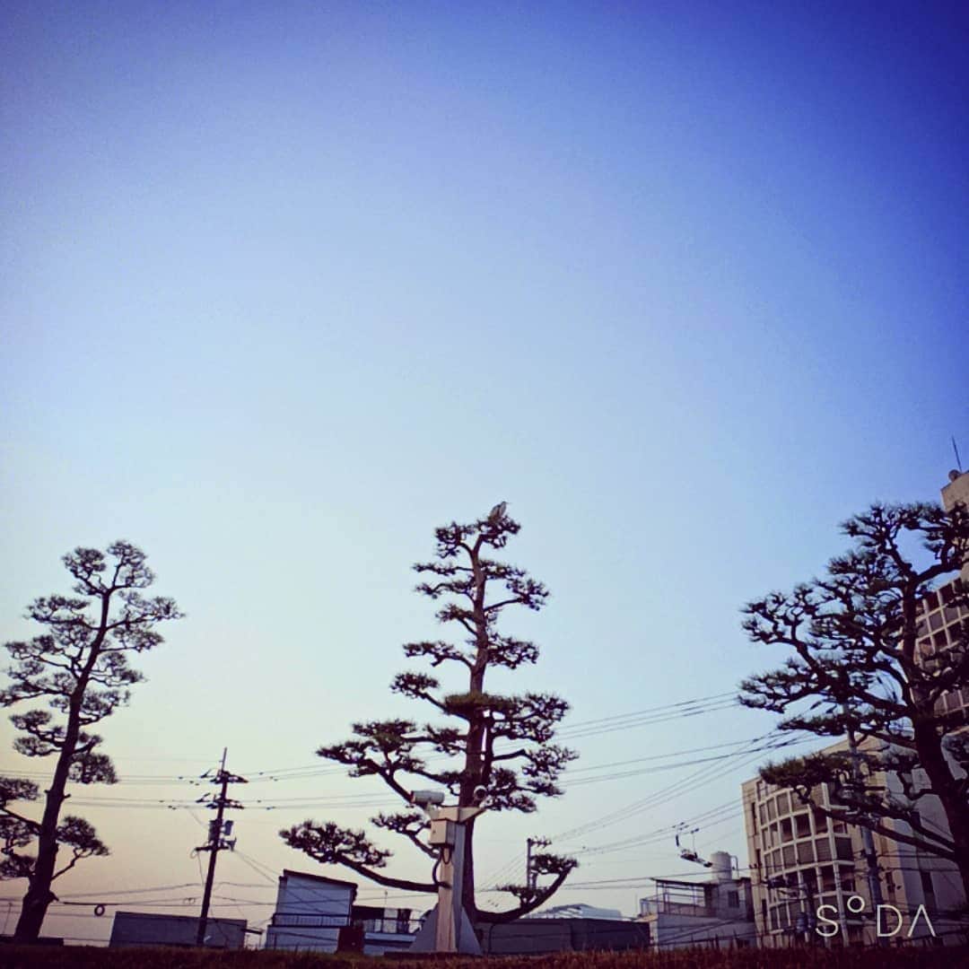 松本隆博のインスタグラム：「。 今日も順調な1日(*Ü*)  6:00起床 6:20ウォーキング 8:20朝食 10:00バイク掃除とツーリング 12:00今治でラーメン食す 15:00温泉♨ 17:00買物 19:00日記館行く 21:00寝る(予定)(^_^)  投稿写真は今日朝の 道後公園です、木のてっぺんに 鳥がいるのわかりますか？ !(^^)!  ～人生遊歩道～」