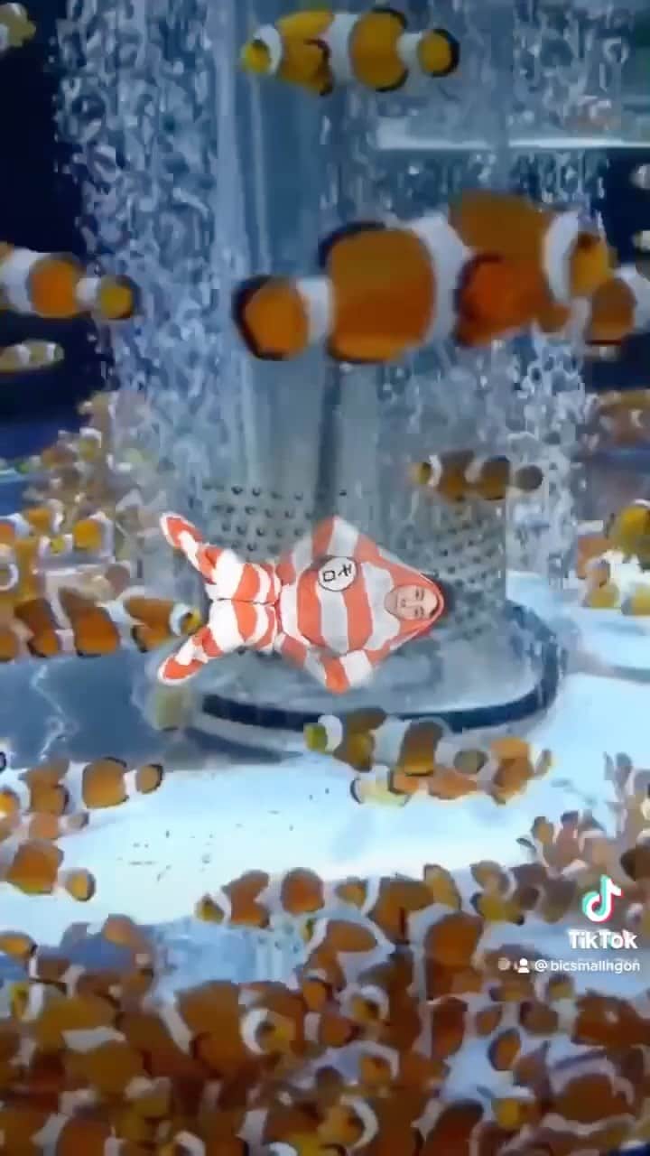 のインスタグラム：「カクレクマノミ」