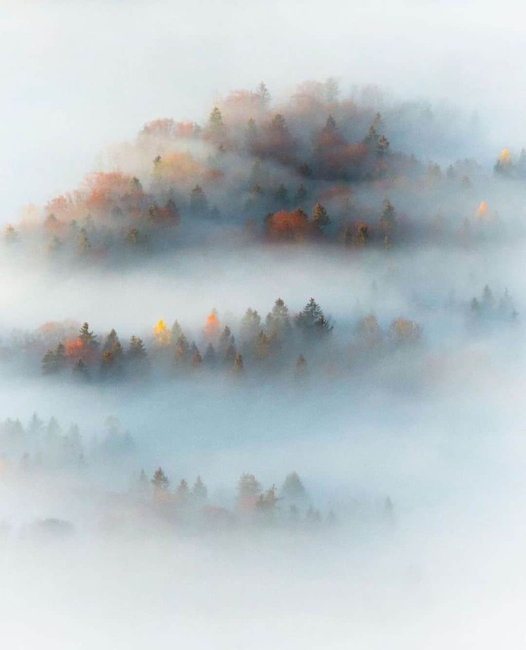 Canon Photographyさんのインスタグラム写真 - (Canon PhotographyInstagram)「Simplicity 🌲 🌫 Photography // @simonisfunk Curated by @steffeneisenacher  #austria #austria🇦🇹 #visitaustria #fog #minimalism #foggymorning」1月31日 18時45分 - cpcollectives