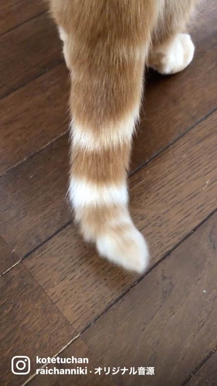 コテツのインスタグラム：「2021/1/31 最初の太短いしっぽだけこてっちゃん #これなにねこ」