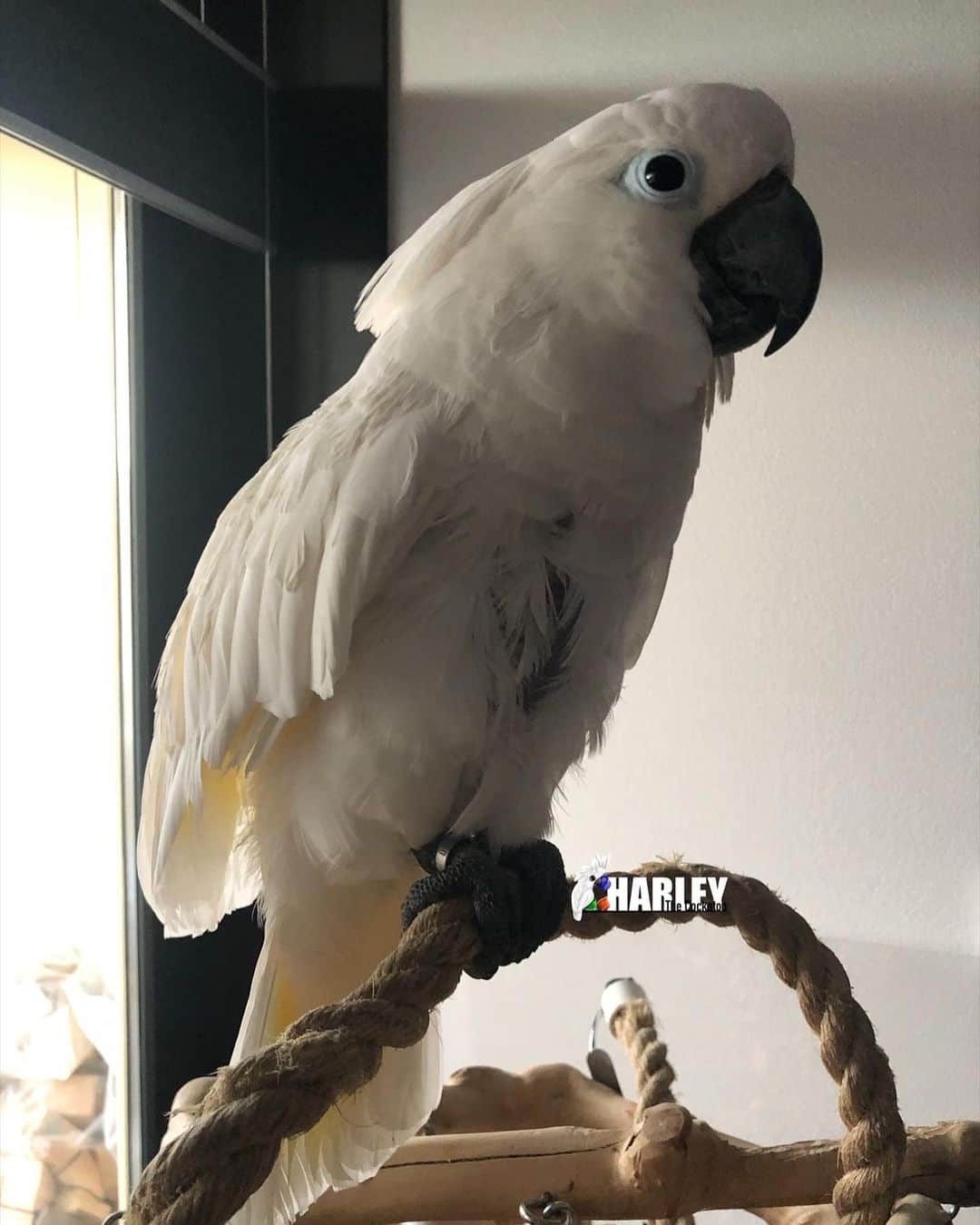 ? Enjoy Harley's Lifeさんのインスタグラム写真 - (? Enjoy Harley's LifeInstagram)「Goodmorning all😃😃 fresh and clean out of the shower 👌🏻Happy Sunday all 💞」1月31日 19時17分 - harleythecockatoo