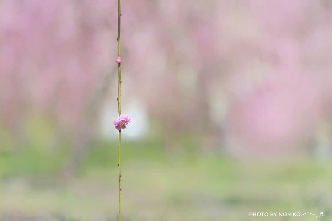 花の写真館のインスタグラム：「Photo by Noriko Sugimoto.⠀ .⠀ Original Post[投稿いただいたURL]⠀ https://www.facebook.com/photo.php?fbid=1349364518583965⠀ .⠀ 本アカウントは、 #私の花の写真 をつけてInstagramに投稿された皆さまの花の写真や、「花の写真館」Facebookページで投稿された花の写真を紹介します。⠀ 「花の写真館」Facebookページは、「 @floral.photograph 」のプロフィールにあるURLからご覧ください。⠀ .⠀ ※各自、政府、自治体など公的機関の指示に従った行動をお願いします。⠀⠀ 東京カメラ部および分室では、写真を「見る楽しみ」を提供することを通して、微力ながら皆様にわずかな時間でも癒しをお届けしたいと思っております。⠀ ※本アカウントは東京カメラ部がFacebook、Instagramのサービスを利用して運営しているもので、Facebook社・Instagramとは一切関係ありません。⠀ .⠀ #花の写真館 #floralphotograph #floralphoto #flower #flowers⠀ Follow: @floral.photograph」