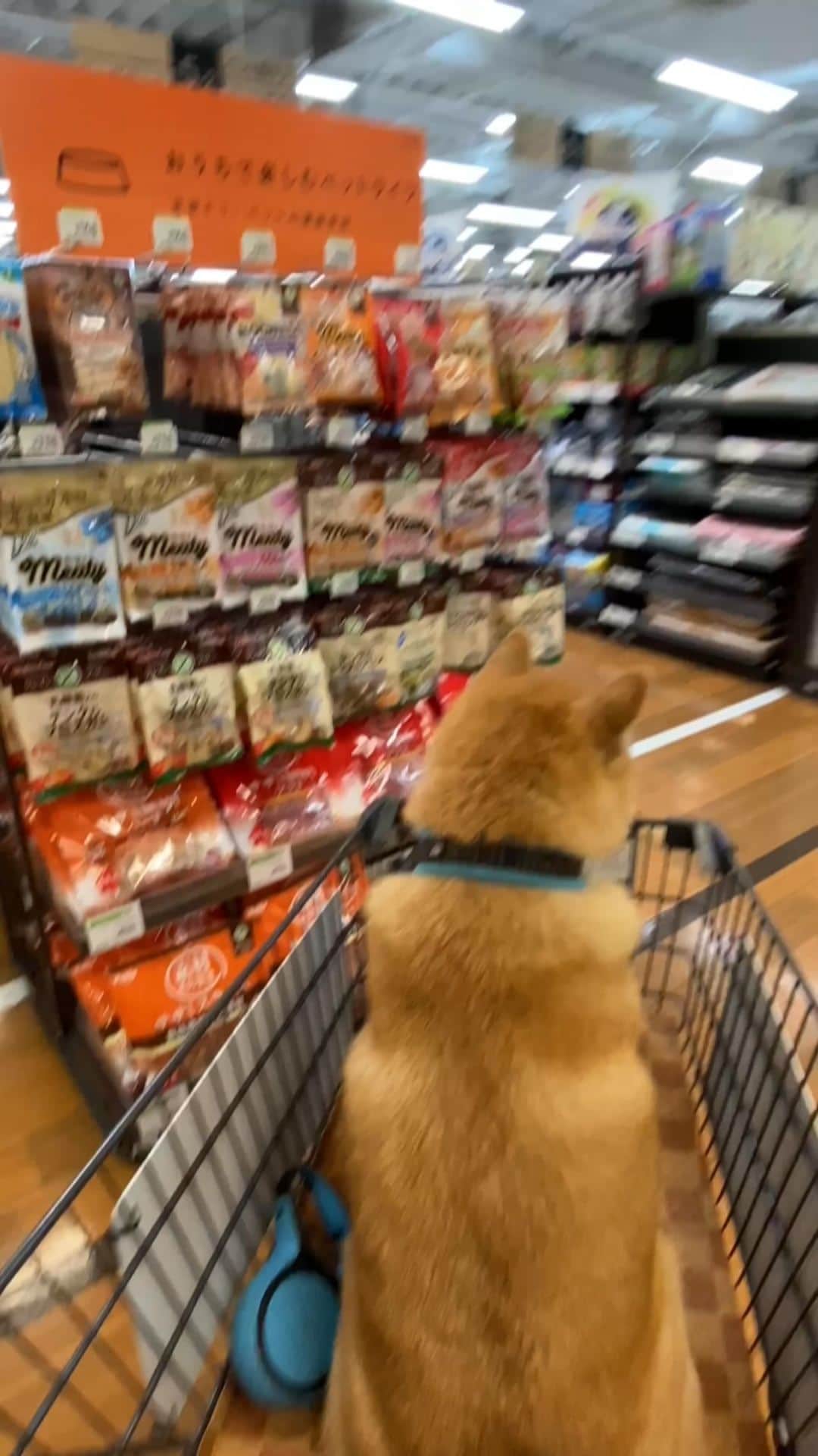 のインスタグラム：「I can't make up my mind!✨🐶🥰✨どれにしようかな〜 #ひとつだけ選んで良いって🥰 #パパの分も選んであげるね #任せといて #みんなでお買い物楽しいな」