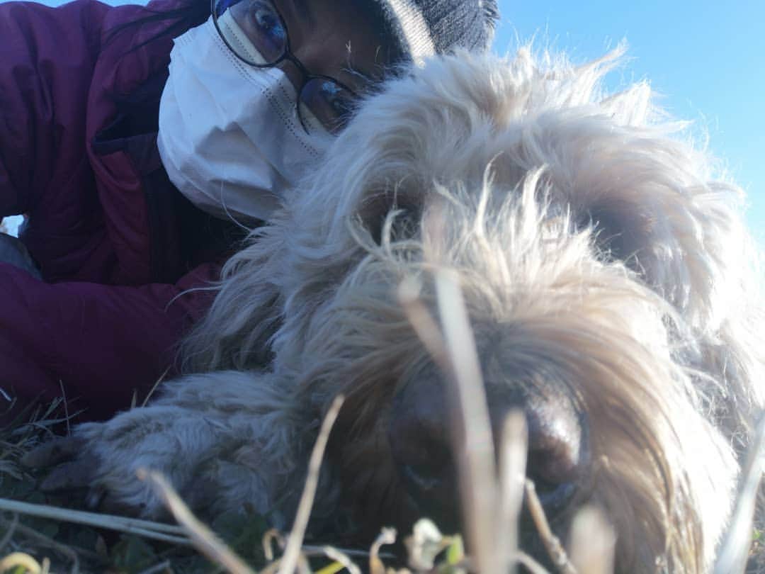 佐藤藍子さんのインスタグラム写真 - (佐藤藍子Instagram)「皆様、おこんばんみーです🍀  風が冷たかったですが お日さま☀️ポカポカ週末  こちらは ゴールデンドゥードゥルの おてんとうさん🌞🐶  #ゴールデンドゥードゥル #goldendoodles #ミックス犬 #mixdog #dogsofinstagram #aikosato#佐藤藍子」1月31日 19時46分 - sato_aiko_official