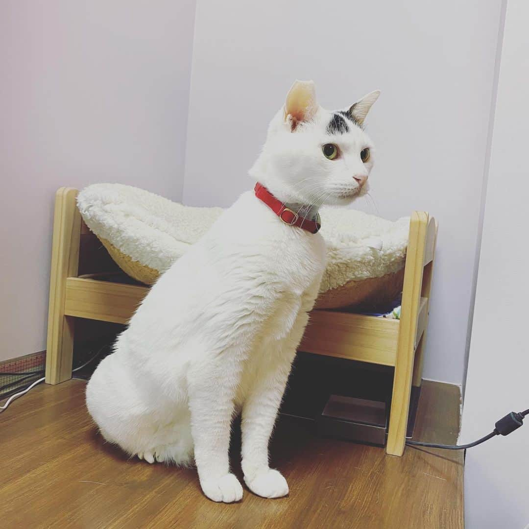 Siznaさんのインスタグラム写真 - (SiznaInstagram)「#dura #cat #づら #猫 #sizna #雑種 #元地域猫 #ヅラ #ヅラ猫 #ヅラ猫部 #にゃんスタグラム #猫変態を増やそうの会 #おやつの音」1月31日 19時47分 - dura0227