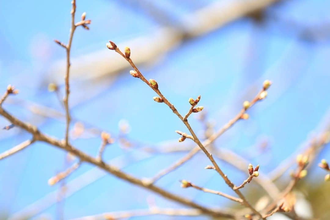 八芳園さんのインスタグラム写真 - (八芳園Instagram)「庭園の入り口 木戸門近くにあるのは 淡紅色の大輪の花が特徴の河津桜。 . 八芳園での例年の開花時期は、 二月の初旬ごろ。 . 今年も暖かさとともに、 蕾がふっくらと膨らみ始め、 開花の時を待ちわびているようです。 . 春の訪れを感じさせる桜。 . 庭園には河津桜の他にも 吉野桜、八戸桜、しだれ桜、御衣黄と、 全部で５種類の桜があります。 . それぞれ開花の時期が違う桜の雅な美しさを、 春の訪れとともにお愉しみください。 . . #八芳園 #結婚式場 #日本庭園 #河津桜 #桜 #蕾 #野鳥 #鳥好きさんと繋がりたい  . #東京観光 #東京カメラ部 #カメラ好きな人と繋がりたい #写真好きな人と繋がりたい #ファインダー越しの私の世界 #その瞬間に物語を #いまそら #風景写真 . #和装結婚式 #式場探し #プレ花嫁さんと繋がりたい . #japanesegarden #tokyotrip #forbestravelguide #japan_of_insta #bestphoto_japan #instravel #team_jp_ #japantravel #jp_mood #jp_views #flowerstagram」1月31日 20時03分 - happoen
