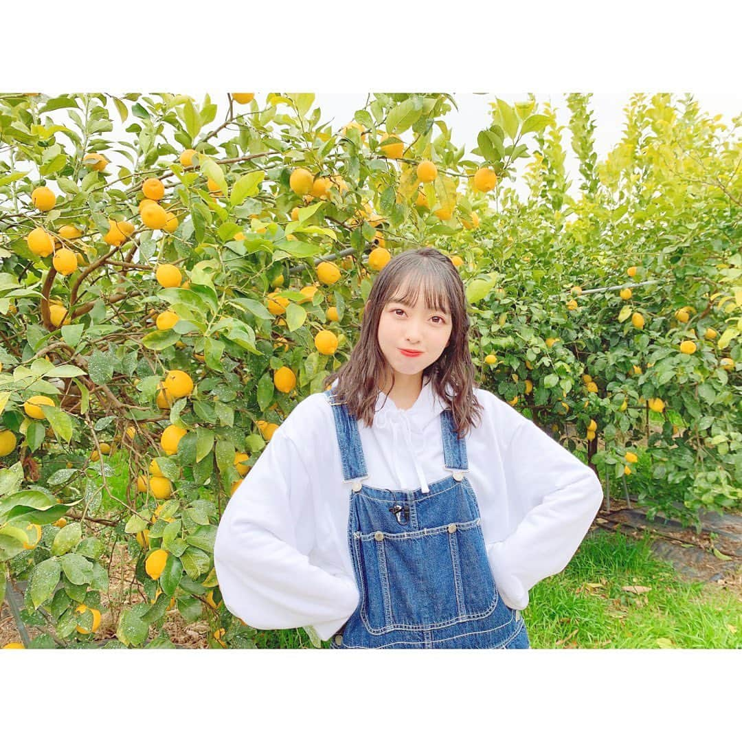 石田みなみさんのインスタグラム写真 - (石田みなみInstagram)「レモン🍋🌱﻿ ﻿ #STU48 #charmingtrip #idol #アイドル﻿ #Stucharmingtrip #石田みなみ　﻿ #レモン #広島 #瀬戸田 #🍋」1月31日 19時56分 - ishida.minami_373