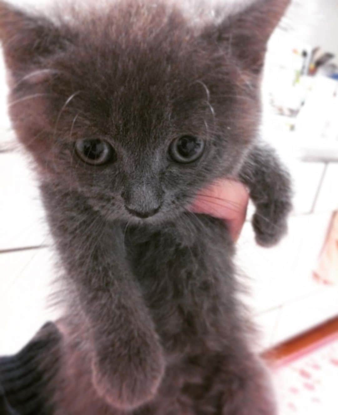 チキン南蛮カレーのルウ王子のグルメインスタ