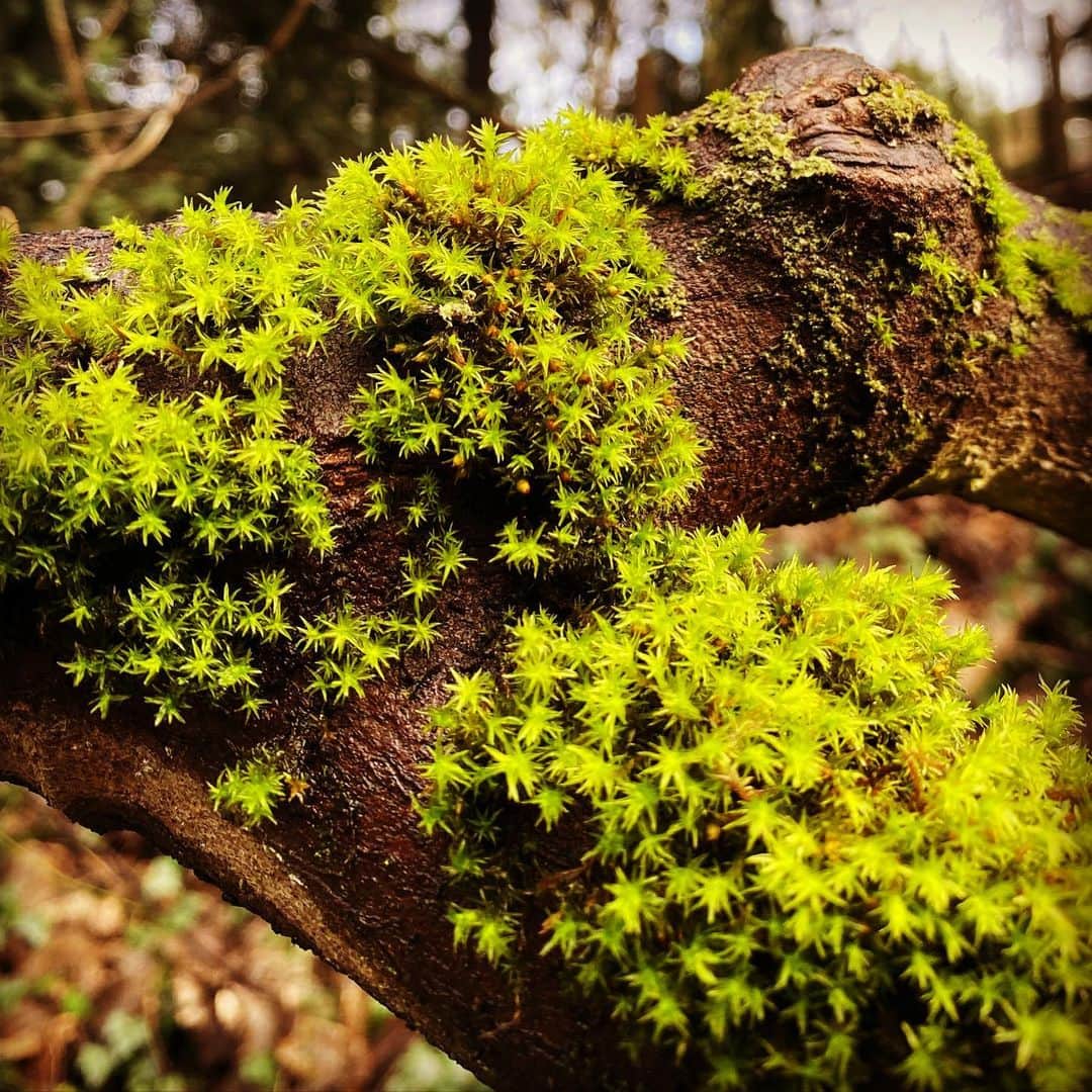 ケイティ アーリーのインスタグラム：「🌿Hertford moss and watch 👀🌿」