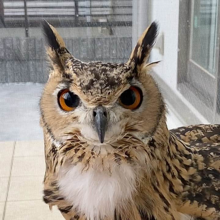 GEN3 Owlのインスタグラム：「絶☆好⭐︎調⭐︎ Super condition!  #owl #owlgaru #フクロウ」