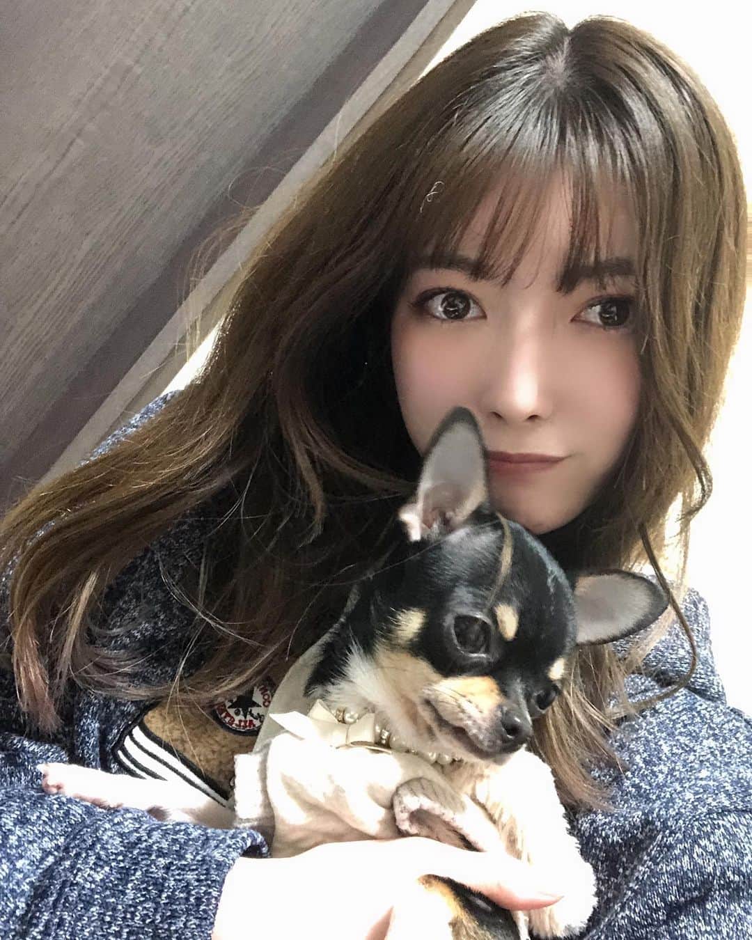日下部美愛のインスタグラム：「顔面盛れなかったけどめるちゃん可愛いからオールオッケー  #スムースチワワ #犬 #犬のいる暮らし  #photo #japan #model #me #hair #fashion #fashionblogger #makeup  #followme #instagood #camera #instadaily #dailylook # #사진 #데일리  #데일리 #셀카 #메이크업」