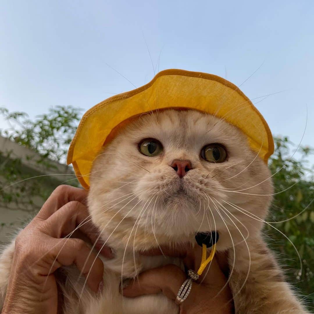 Haruのインスタグラム：「Sunset and a cat. 🙂🌅 ออกมาดูพระอาทิตย์ตกกะจุนยายฮะ」