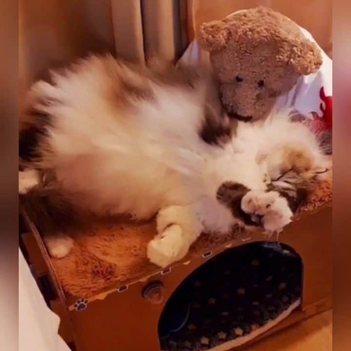 Kenshin & Chloeyのインスタグラム：「S U N D A Y-ing 😍 #iwonderwhathisdreamingabout」