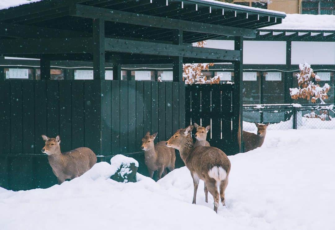 yukiさんのインスタグラム写真 - (yukiInstagram)「・ ・ ・ 雪が降り積もる弥彦神社は とても神秘的でした ・ ・ ・ ◉sty830 base shop◉ https://sty830.base.shop/ ・ ・ ・ #新潟　#雪　#雪景色　#弥彦神社」1月31日 20時42分 - sty830