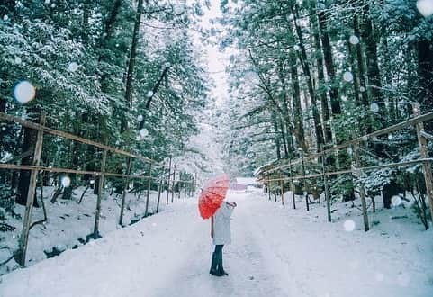 yukiさんのインスタグラム写真 - (yukiInstagram)「・ ・ ・ 雪が降り積もる弥彦神社は とても神秘的でした ・ ・ ・ ◉sty830 base shop◉ https://sty830.base.shop/ ・ ・ ・ #新潟　#雪　#雪景色　#弥彦神社」1月31日 20時42分 - sty830