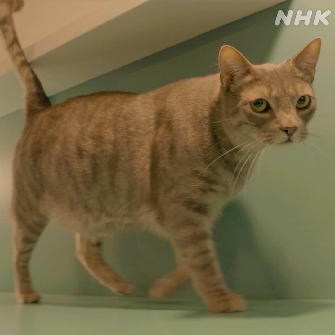 NHK「世界はほしいモノにあふれてる」さんのインスタグラム写真 - (NHK「世界はほしいモノにあふれてる」Instagram)「🐱ニャにか御用？かわいいミラノのねこカフェ🐱  ミラノ中央駅にほど近い、ねこカフェ。 去年の撮影でお邪魔しました。  日本のねこカフェブームからヒントを得たとか🐱   ここにいるのは、いろいろな理由で 保護された猫たち。  猫たちの名前は、音楽好きのオーナーが、 敬愛するミュージシャンの名前を付けていて、 愛情いっぱい💕  「エルビス」「ジミ」の他に、 「エルトン」「ボウイ（デヴィッド・ボウイ）」や 「フレディ（フレディ・マーキュリー）」など 名前がつけられています🐈🐈‍⬛🐈  番組では、ねこたちのあまりのかわいさに、 せかほしファミリーのみなさまお楽しみの(！) JUJUさんの「ね〜〜こ〜😻‼️」も、飛び出しました✨ 　(微笑む亮平さんのつっこみとセットで)  18時から20時までは、 夕食まえに楽しむ アペリティーボの時間🥂  メニューにも猫にまつわるユニークな名前が…。  🐈CAT PUCCINO (キャットプチーノ／カプチーノ) 🐱AMEOWRICANO (アミャウリカーノ／アメリカーノ) 🐈MIAOJITO（ミアォジート／モヒート） 🐱CATS IN THE BEACH（キャッツインザビーチ／セックスオンザビーチ）   ねこも人も、思い思いにくつろいでいる、 ニャンとも居心地のよいカフェ。  (いつかコロナが落ち着いたら行きたいですね)  2月4日までNHKプラスで、見逃し配信中です🐱ぜひ〜  #nhk #せかほし #22時30分　 #鈴木亮平　#JUJU 　#神尾晋一郎 #世界はほしいモノにあふれてる #sekastagram  #イタリア　#ミラノ　 #italy #milano   #ファッション #ビンテージ #子ども服　 #vintage   #おうち時間　 #旅行気分 #ねこカフェ #ねこすたぐらむ  #ねこ #ねこ部  #catstagram  #いつか行きたい #cafe  #カフェ」1月31日 20時44分 - nhk_sekahoshi