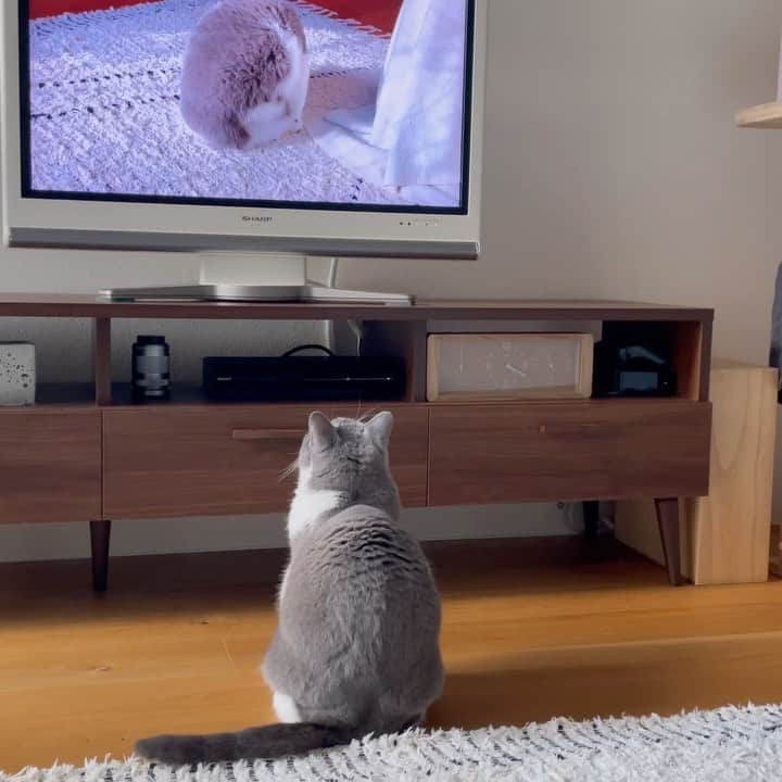 カブのインスタグラム：「数年ぶりにYouTubeに動画をあげたから カブ編集長にチェックしてもらった」