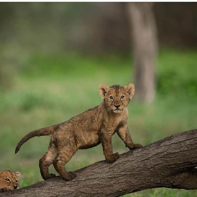 animals.coさんのインスタグラム写真 - (animals.coInstagram)「Not shy to show 🐯 Photography by @santoshsaligram」1月31日 21時03分 - animals.co