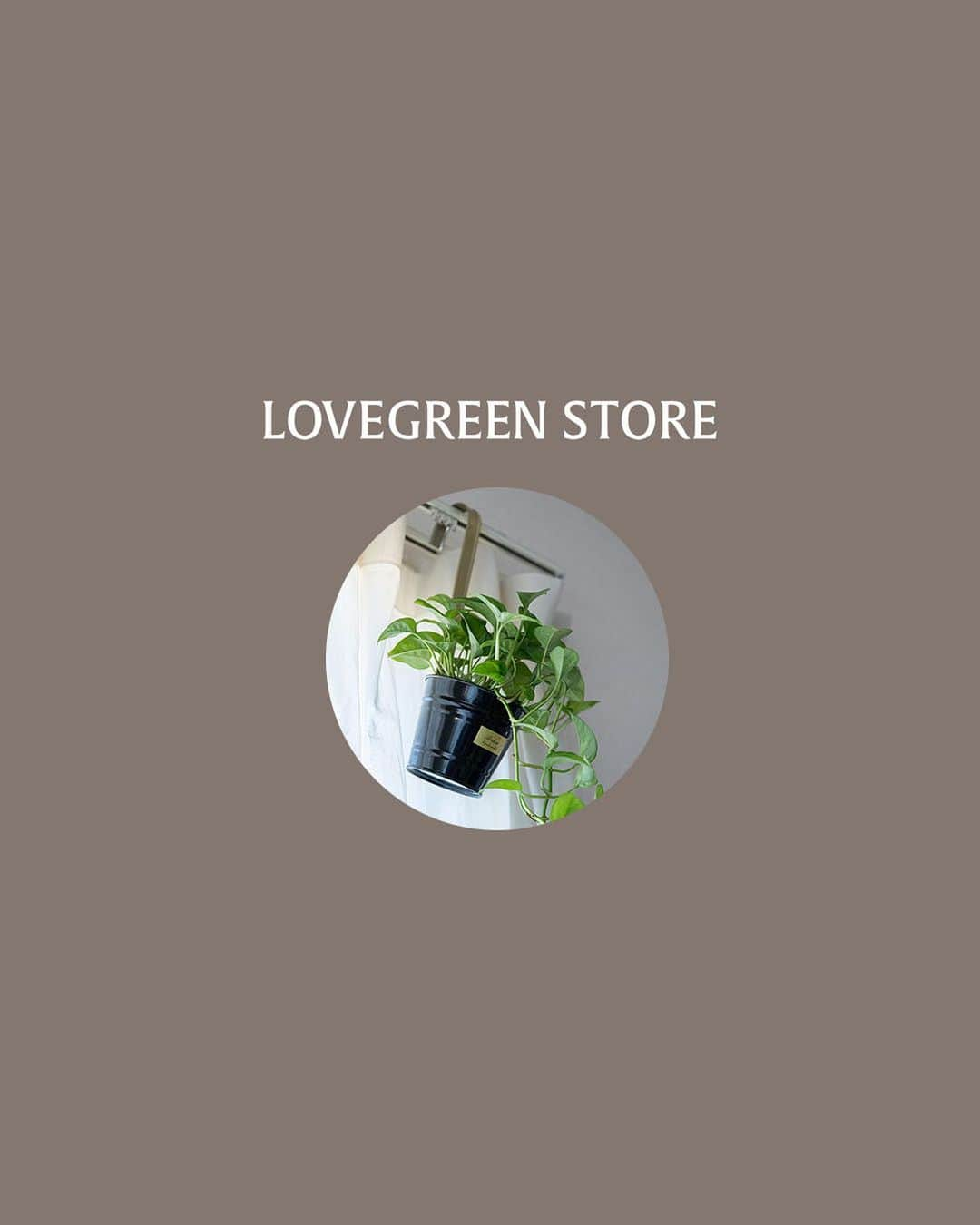 LOVEGREEN -植物と暮らしを豊かに。さんのインスタグラム写真 - (LOVEGREEN -植物と暮らしを豊かに。Instagram)「お部屋に植物を飾るならこれ！ 【クラシカルボヌールハンギングポット】 お部屋に植物を飾ってみたいと思っている人にぜひおすすめしたいのがハンギング。 壁にかけたり吊るしたりして植物を飾る方法なんですが、ハンギングはポトスやアイビーなど、成長するとだんだんとしだれてくる植物にピッタリなんです🌿 どちらも室内で育てやすい植物で、はじめての方にもとってもオススメ！  ハンギングでポトスなどを飾ると、お部屋に立体的な流れを作ってくれるのでインテリアとしてもとっても優秀♪ なによりポットから葉がたれている姿はとても可愛いですよね  カーテンレールがあればかけられるので、さみしい印象になりがちな窓際にかんたんにワンポイントをプラスできますよ♪  ブラックとゴールドのクラシカルなデザインは、植物を引き立ててくれるうえ、小物入れとしても使ってもいいですね  ぜひハンギングポットでインテリアに植物を取り入れてみませんか？  #観葉植物 #ポトス #アイビー #ハンギング #ハンギンググリーン #インテリアグリーンのある暮らし #観葉植物初心者 #植物のある暮らし #hangingplants #interiorgreen #グリーンのある暮らし」1月31日 21時04分 - lovegreen_official