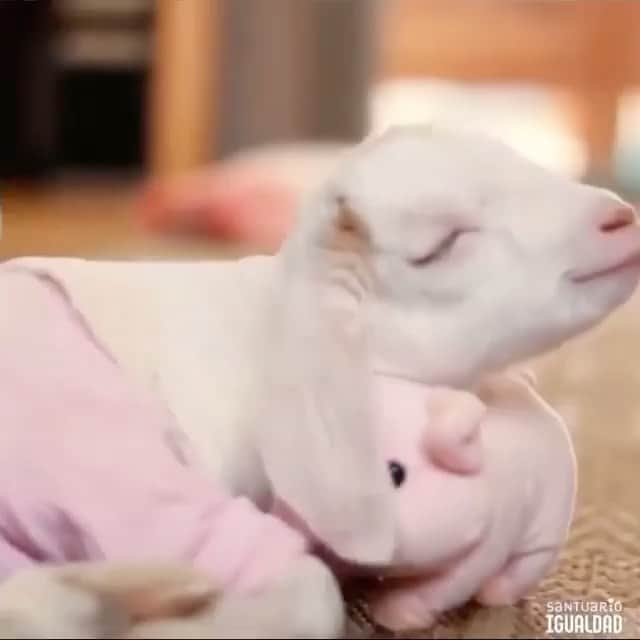 Daily The Best And Funniest Videosのインスタグラム：「An unlikely friendship 🐐🐷 By @santuarioigualdad」