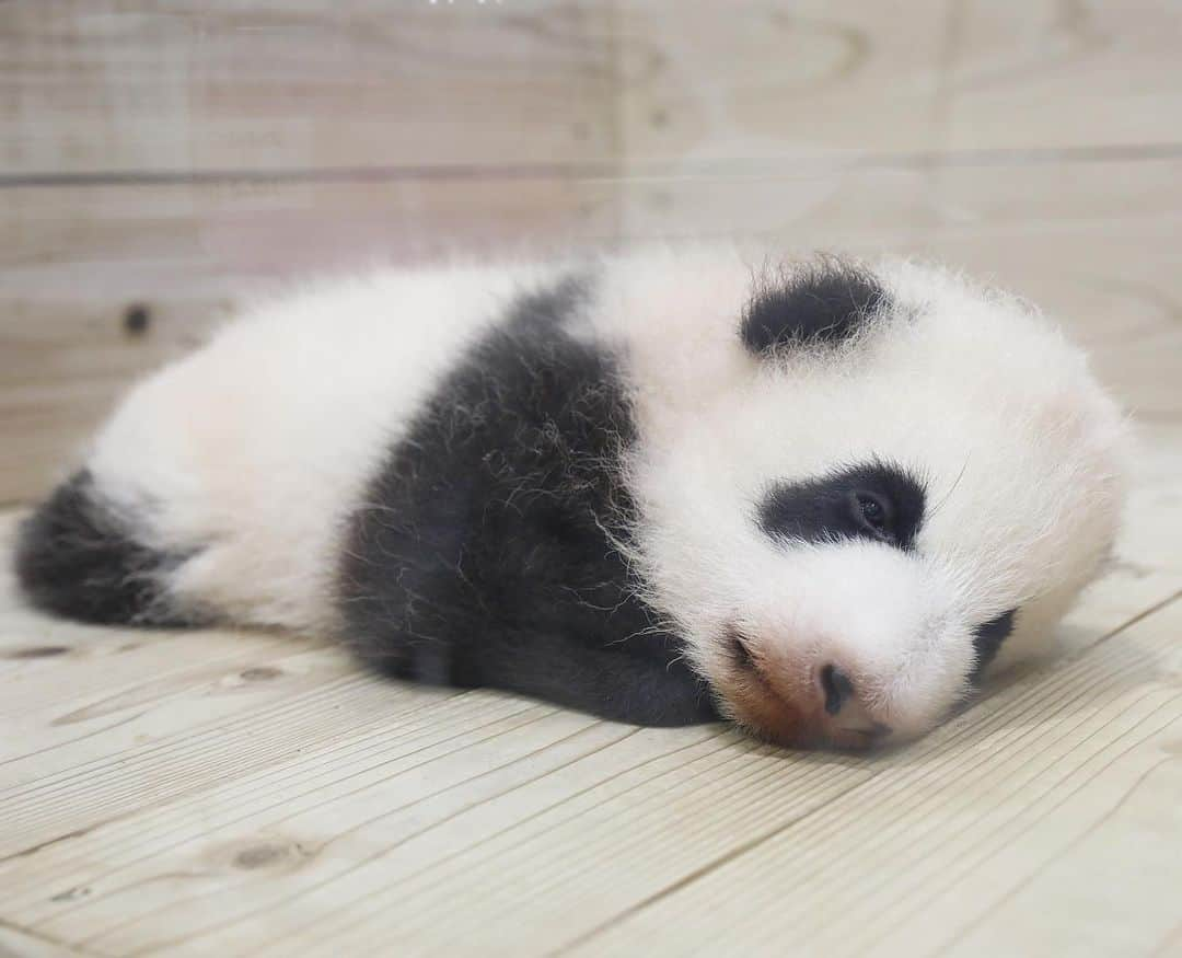 パンダ（白浜）さんのインスタグラム写真 - (パンダ（白浜）Instagram)「💤💤💤💤💤💤 #彩浜 🌈🌈🌈🌈🌈 🐼😊🐼 #photography #adventureworld #アドベンチャーワールド #ADVENTUREWORLDPANDAS #baby #HELLOLITTLE #pandamental #hellopanda #ハローリトル #ハローパンダ #パンダグラビア #パンダ　and #panda #pandababy 🐼🐼🐼」1月31日 21時20分 - hellopanda_book