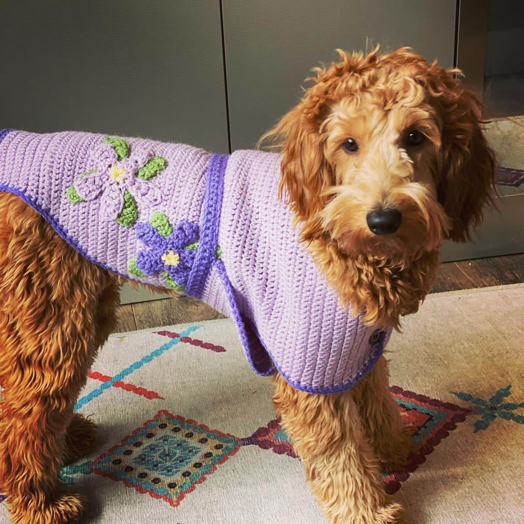 ビジー・フィリップスさんのインスタグラム写真 - (ビジー・フィリップスInstagram)「My mom crocheted Gina a sweater and it’s the cutest thing ever and I’m trying to tell her she should open an Etsy shop, don’t you think?!? 💜❄️💜」2月1日 3時02分 - busyphilipps