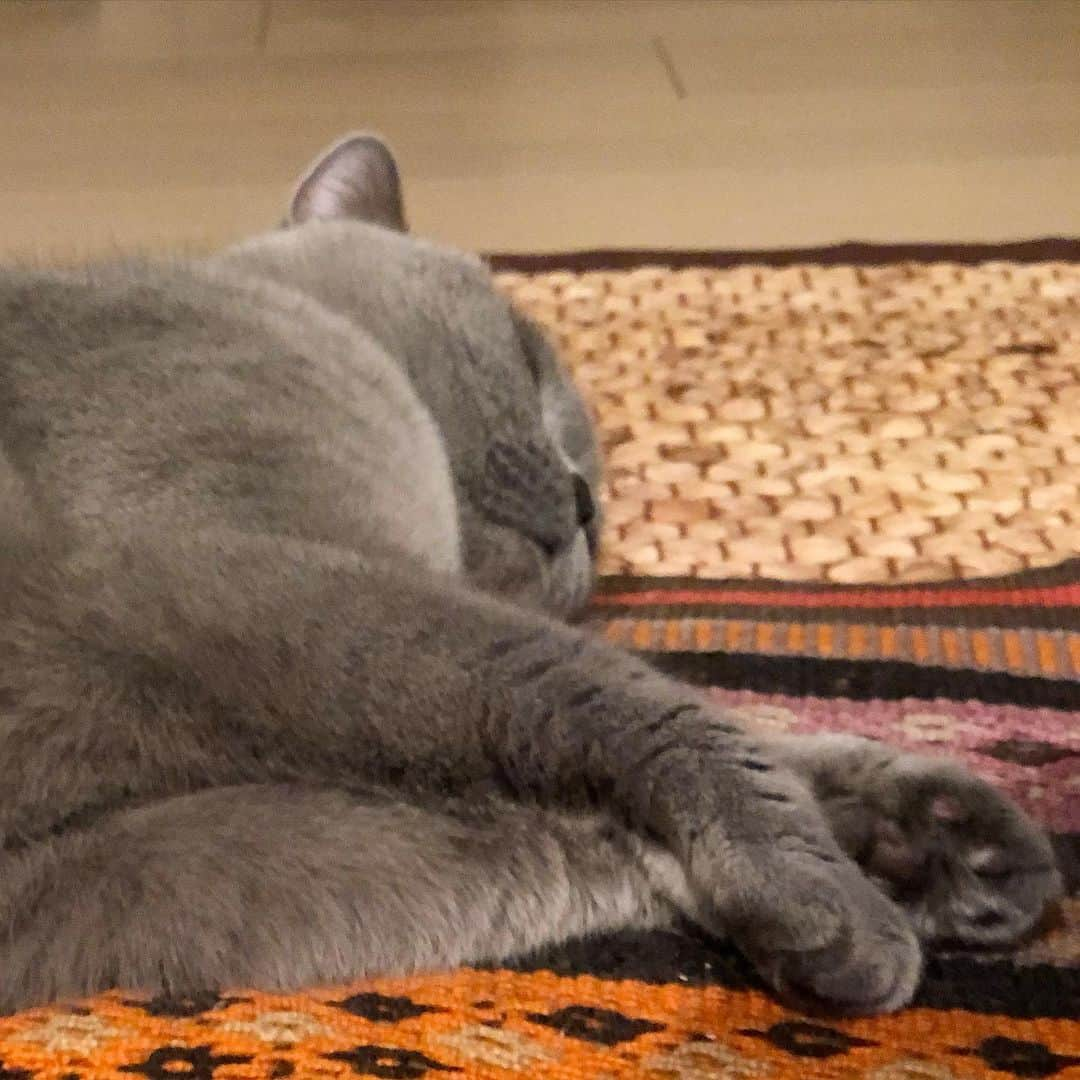 Nico & Tabu with MAYUMI KATOのインスタグラム：「にこたん〜かーわーいーいー😭 . #親バカ部 #dotingparentsclub   #britishshorthair #bsh #britishshorthairsmile  #cat #bluecat #catstagram #catsofworld #catsofinstagram #cats_of_instagram  #world_kawaii_cat #instagramcat #catlover #britischkurzhaar #birdgram #ブリティッシュショートヘア #ブリショー #ねこ部 #ペコねこ部 #みんねこ#にゃんすたぐらむ #ねこ好きさんと繋がりたい #ねこのきもち #猫山商事 #ブリ商会 #多頭飼い #羽衣インコ #猫とインコ #petomorrow」