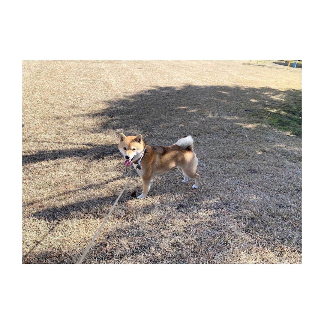 美坂理恵のインスタグラム：「. . あんも元気です🐕✨  #柴犬 #柴犬あん #おねえちゃんになりました  #かごしまさんぽ #ボール投げての顔 #芝と同化しちゃうね」