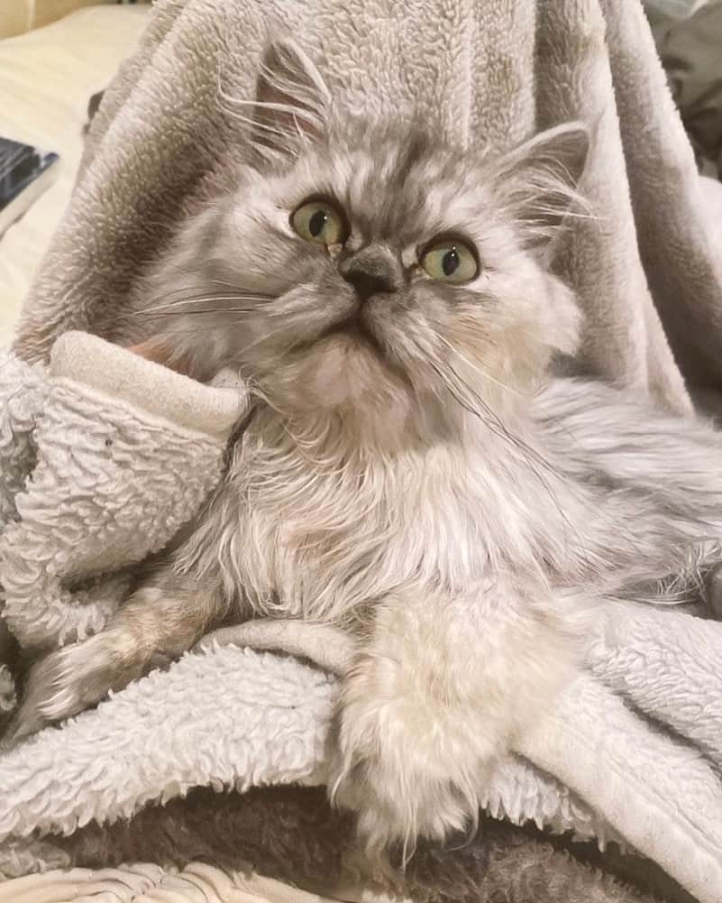 安部ニコルのインスタグラム：「ずっとだいすきだよハウル♡」