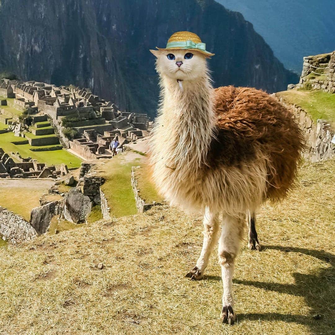 コビーのインスタグラム：「The alpacat in the hat, grazing in its natural habitat. Edit by @pixelmatedanimals」