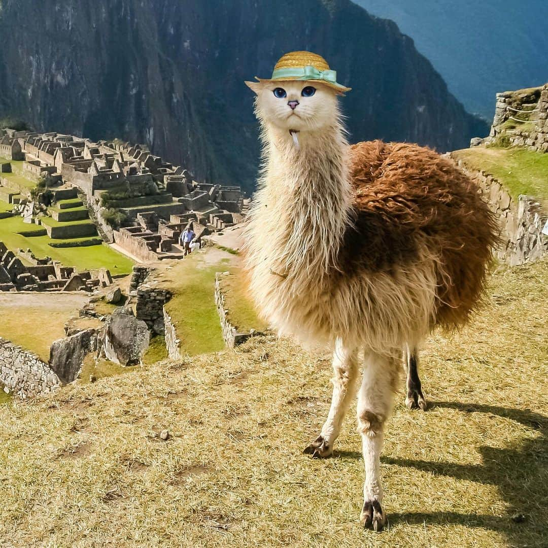 コビーさんのインスタグラム写真 - (コビーInstagram)「The alpacat in the hat, grazing in its natural habitat. Edit by @pixelmatedanimals」1月31日 22時00分 - cobythecat