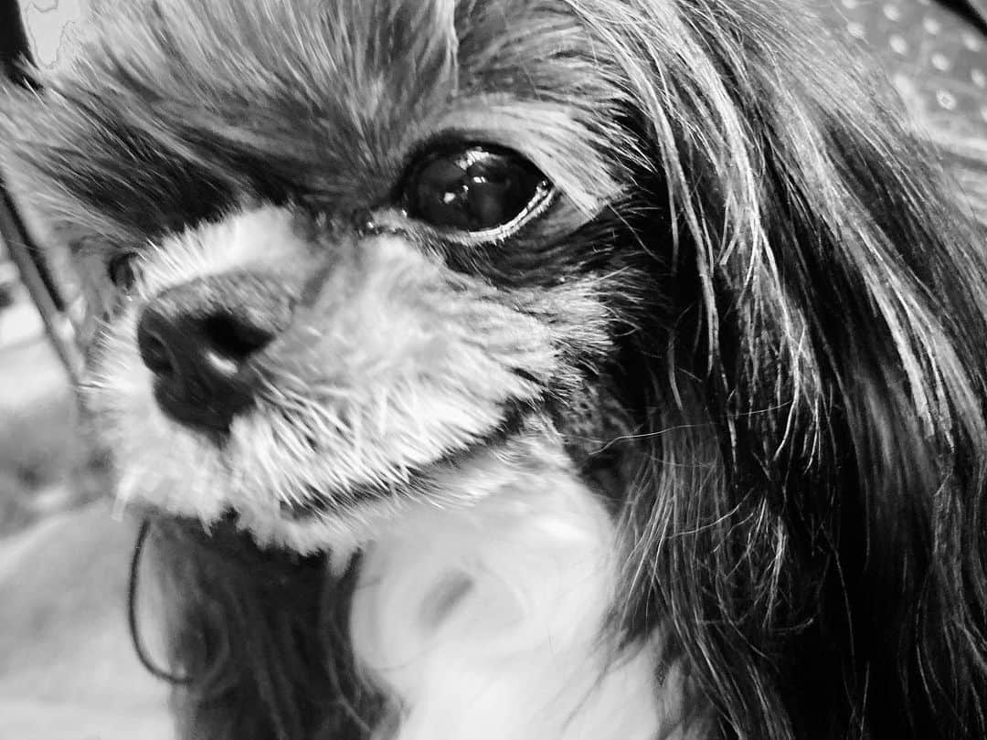 加藤万里奈さんのインスタグラム写真 - (加藤万里奈Instagram)「ニコニコ🐶 #デヴィ犬」1月31日 22時23分 - _marinakato_
