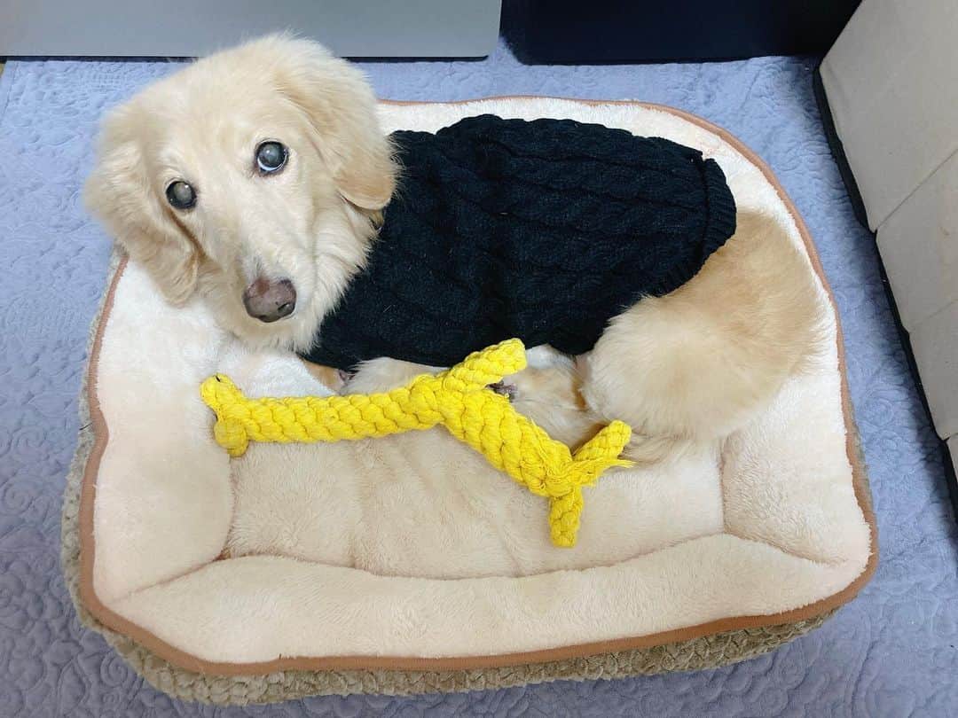 菅長愛子のインスタグラム：「🐶🦒💤  🐶愛犬(らぶ♀10歳)ミニチュアダックス  らぶちゃん🦒  新しいクッション置いたら早速乗っかってて可愛い。  カメラ向けたらちょうどいい感じでウインクショット撮れました😉👍  あんまり変化わからないけど、やっとトリミングにも行ってきました✂︎  ※毛並み整える為にしばらくサマーカットはお預けです✋  #犬のいる暮らし #ミニチュアダックス #ミニチュアダックスフンド #犬のいる生活 #犬好きな人と繋がりたい #いぬすたぐらむ #いぬのきもち #わんすたぐらむ #わんこのいる生活 #らぶ #🐶 #dogstagram #dog #dogs #doglover #family #love #diet #ダイエット #ダイエット仲間募集 #最近のらぶ」