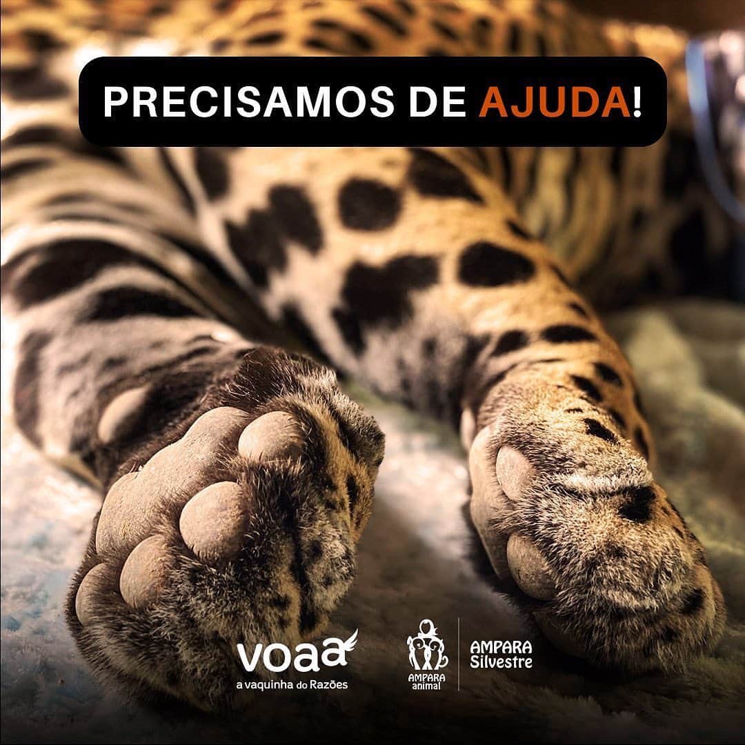 のインスタグラム：「GENTE HOJE É ÚLTIMO DIA! AJUDEM POR FAVOR, QUALQUER QUANTIA É BEM VINDA!  “Nossa vaquinha no @voaa_vaquinhadorazoes encerra hoje! Precisamos muito de ajuda para a continuidade dos trabalhos no Pantanal. Ainda temos muitos animais vítimas das queimadas sob nossos cuidados. Devido à falta de habitat e alimentos, outros animais sobreviventes têm sido vítimas de atropelamentos e acidentes urbanos. Não podemos abandonar o Pantanal. Ajude! Doe! Compartilhe!” Link nos meus stories   #amparasilvestre #pantanalemchamas」