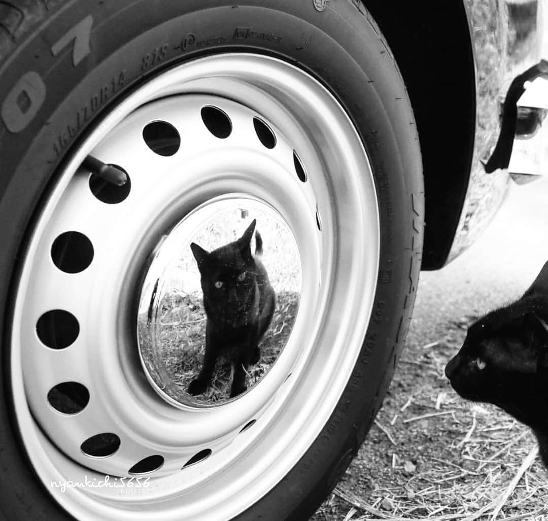 路地裏のにゃん吉さんのインスタグラム写真 - (路地裏のにゃん吉Instagram)「Hey buddy   Shot with OM-D E-M1 MarkⅡ M.ZUIKO DIGITAL ED 12-100mm F4.0 IS PRO   #生き抜け野良猫 メカブ #mybuddystory #breakfree_olympus #แมว #igersjp#のらねこ部#猫#ねこ部#gallery_legit #にゃんすたぐらむ#みんねこ #cats#ファインダー越しの私の世界 #catsofinstagram #gatto#catloversclub#bnw_drama#gf_bnw #東京カメラ部#icu_japan#getolympus #love_bestjapan #スナ_スナ_フォトコン2021 #bestphoto_japan #bnwcatalonia」1月31日 22時37分 - nyankichi5656