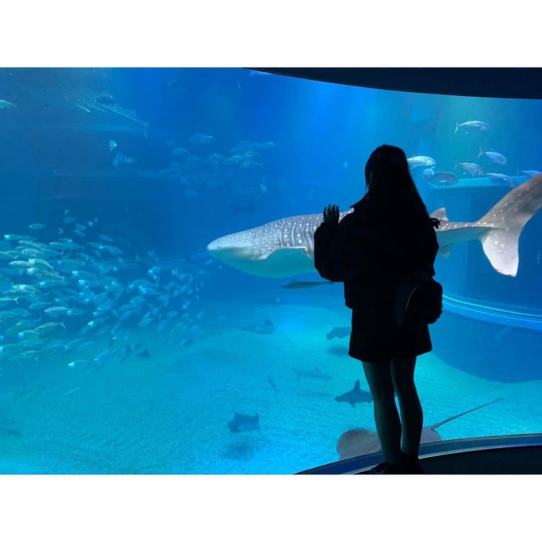 横川夢衣のインスタグラム：「🎀  前に撮影で海遊館へ🐟 素敵な場所で撮影させていただけて 本当に嬉しかったです...♡︎  #海遊館 #大阪海遊館 #天保山 #海遊館デート #ジンベイザメ #ジンベイザメと泳ぐ #水槽 #素敵な時間 #素敵な空間 #幸せな時間 #水族館 #水族館デート #水族館好き #水族館巡り #水族館好きな人と繋がりたい #水族館大好き #デート #デートコーデ  #デートスポット#大阪 #大阪観光 #大阪旅行 #osaka #osakajapan #kaiyukan #おすすめ #おすすめスポット #オススメ #落ち着いたら行きたい場所 #過去pic」