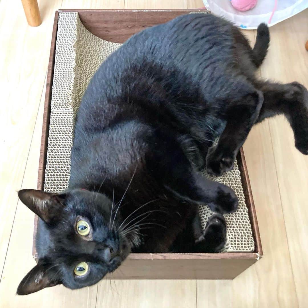 しおやてるこのインスタグラム：「ゴロニャン #黒猫」