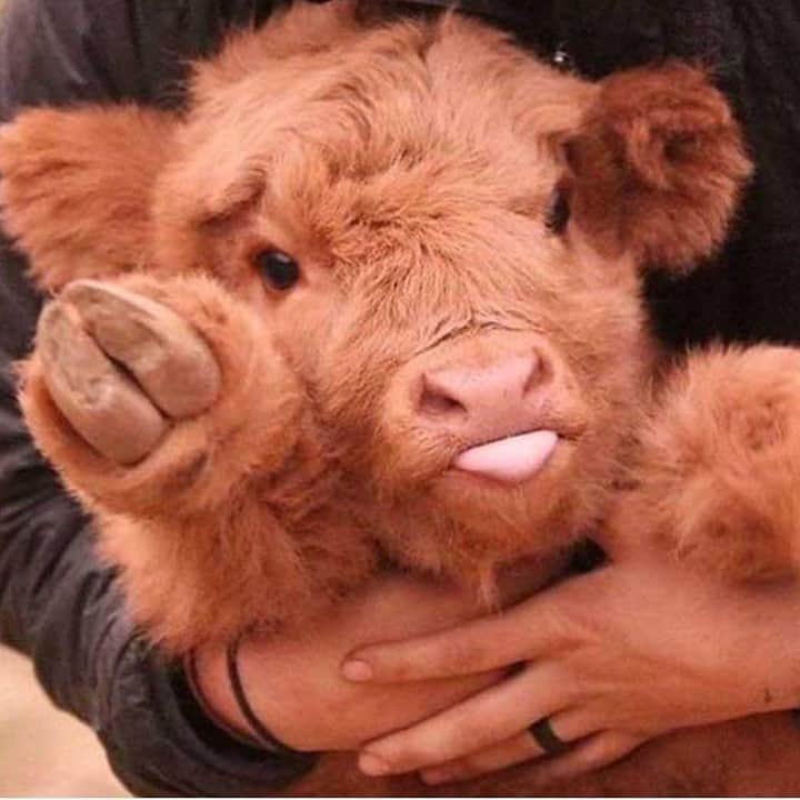 Baby Animalsさんのインスタグラム写真 - (Baby AnimalsInstagram)「This fluffy little calf is adorable, and that cute little tongue 😋」1月31日 23時58分 - thebabyanimals
