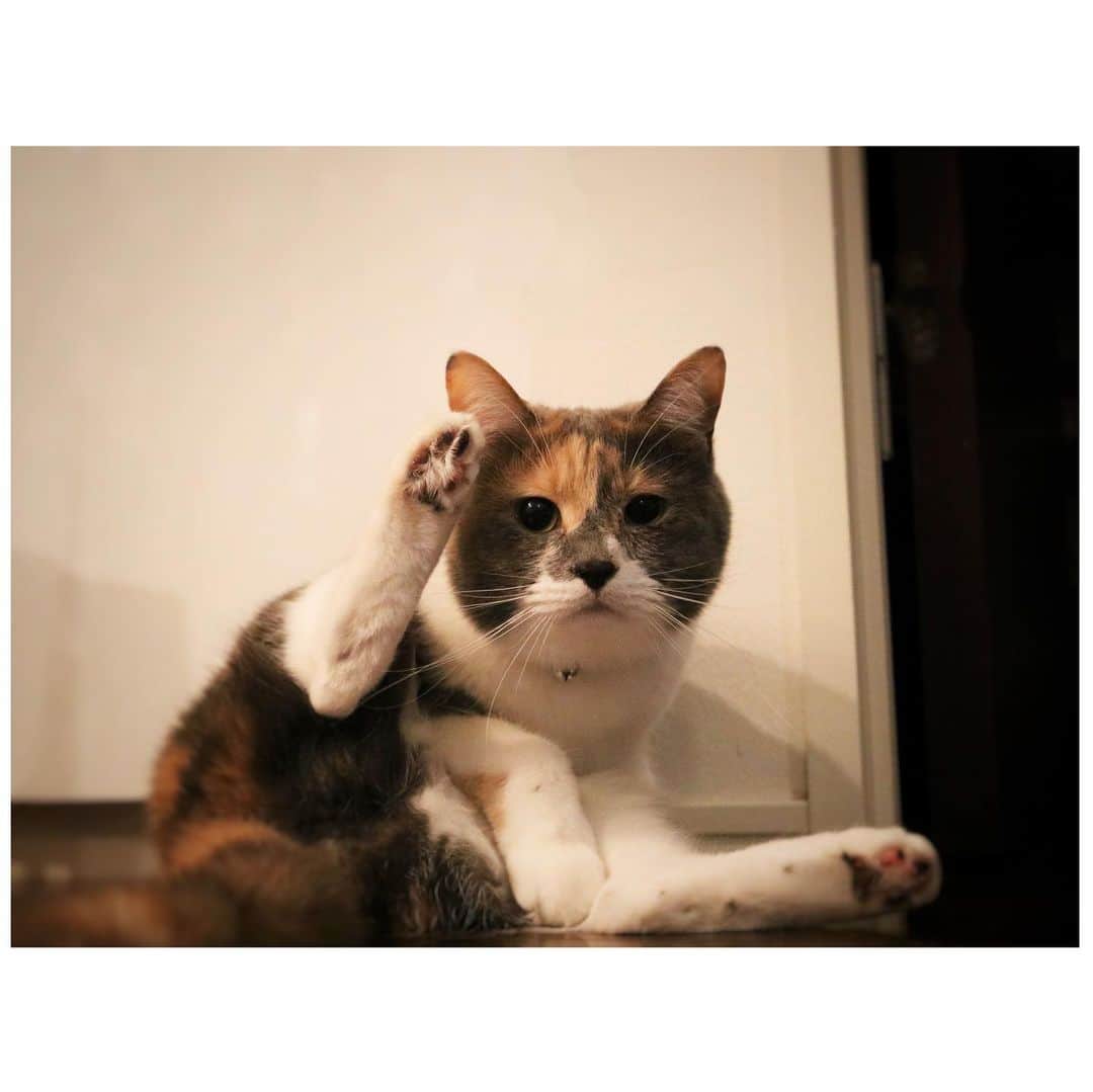 山崎直子さんのインスタグラム写真 - (山崎直子Instagram)「敬礼❗️  #猫好きさんと繋がりたい #ねこすたぐらむ #可愛すぎるじゃないか #敬礼猫 #敬礼 #police #catstagram」2月1日 0時16分 - yamanaon